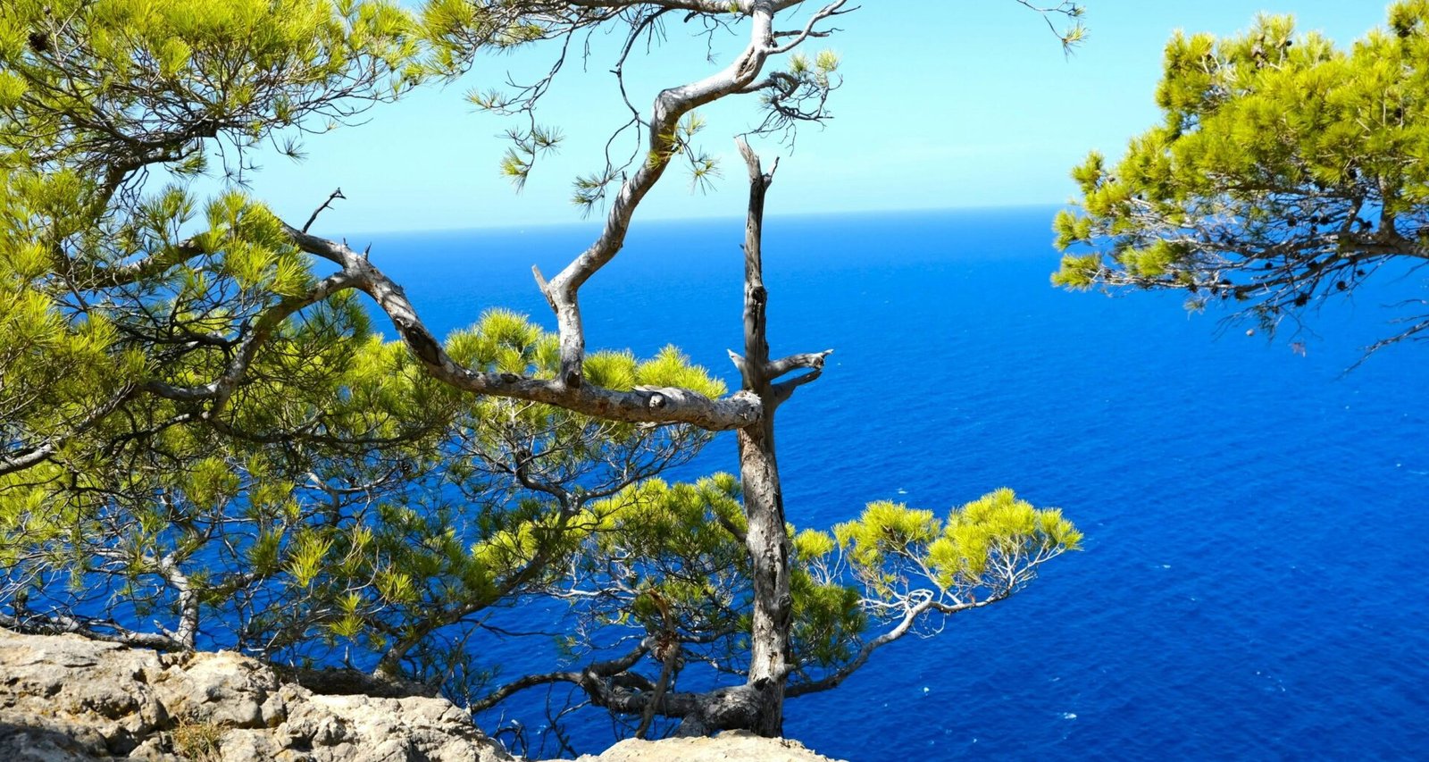 Ein Baum auf einer felsigen Klippe mit Blick auf den Ozean auf Mallorca, aufgenommen von Lisette Harzing.