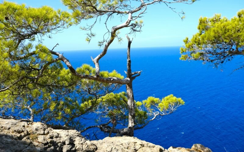 Ein Baum auf einer felsigen Klippe mit Blick auf den Ozean auf Mallorca, aufgenommen von Lisette Harzing.