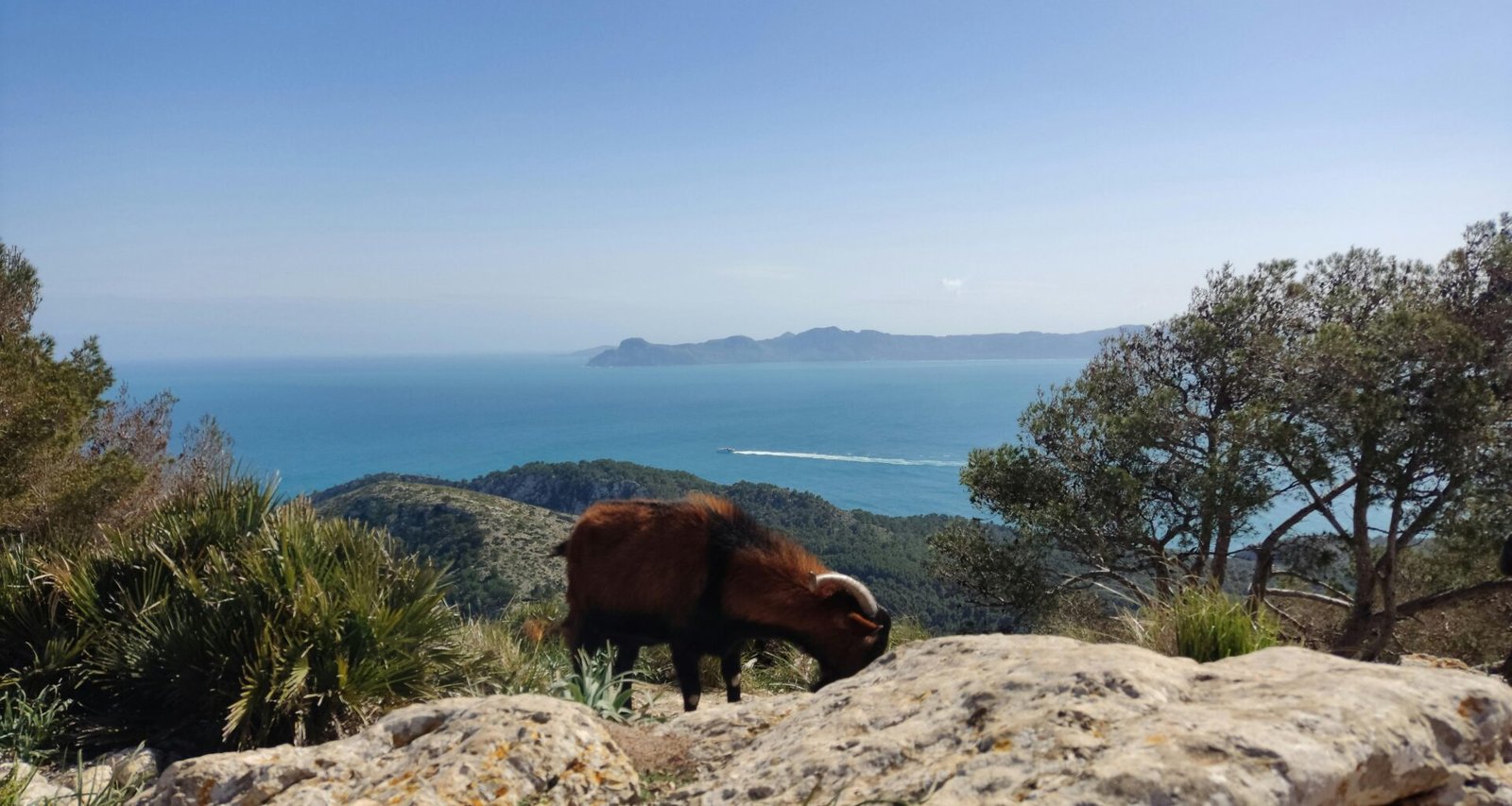 Braune Kuh steht auf einem grünen Hügel auf Mallorca, umgeben von üppiger Vegetation