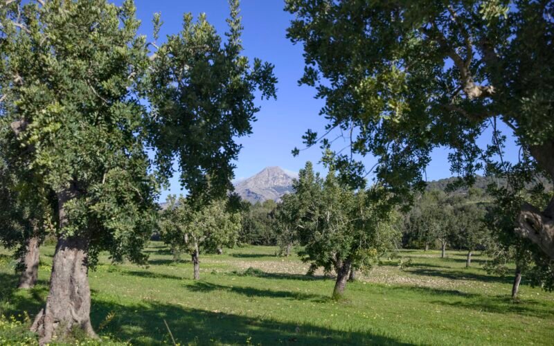 Grüner Obstgarten auf Mallorca mit entferntem Berg und blauem Himmel, aufgenommen von Víctor Manuel Lázaro Cortés.