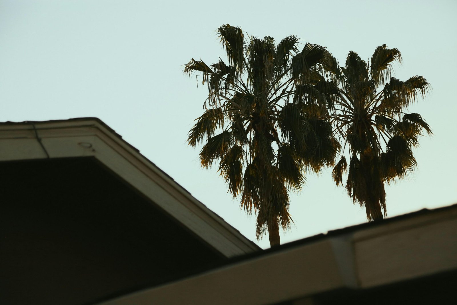 Ansicht einer Palme vom Dach eines Hauses auf Mallorca, aufgenommen von Giorgio Trovato.