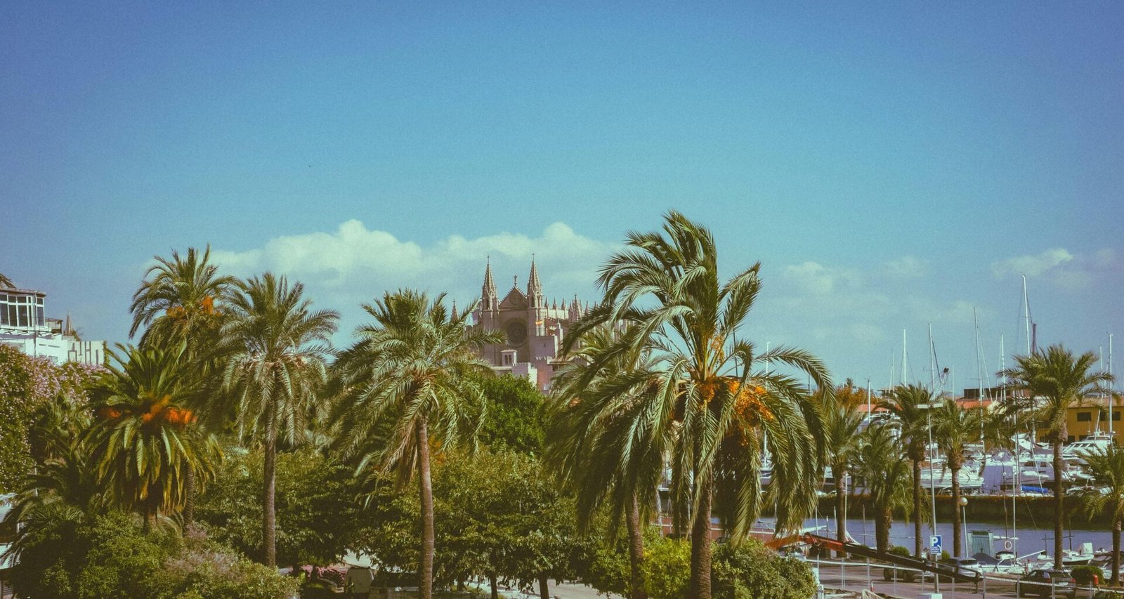 Stadtansicht auf Mallorca mit Palmen im Vordergrund, aufgenommen von Diego Marín