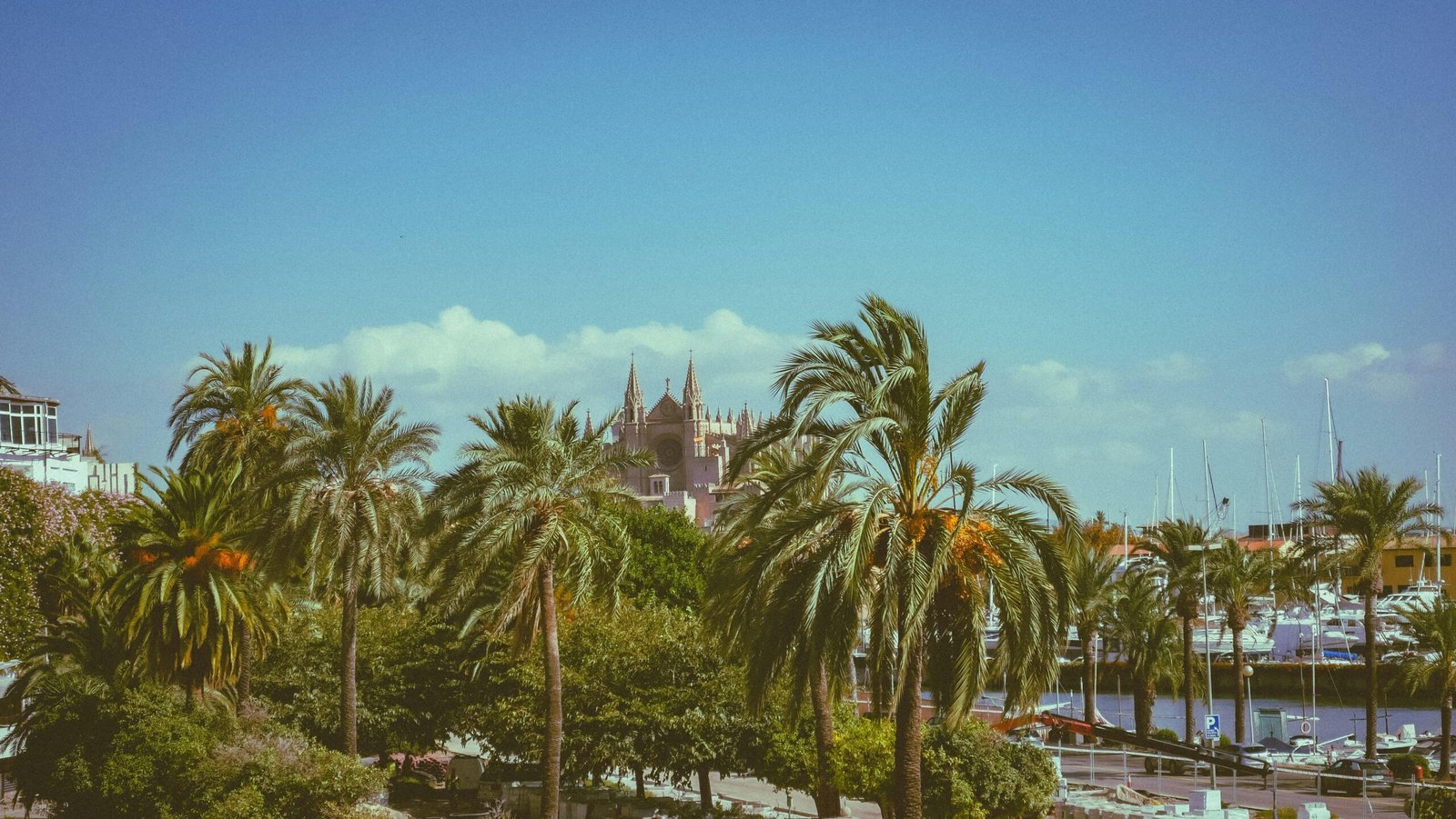 Stadtansicht auf Mallorca mit Palmen im Vordergrund, aufgenommen von Diego Marín