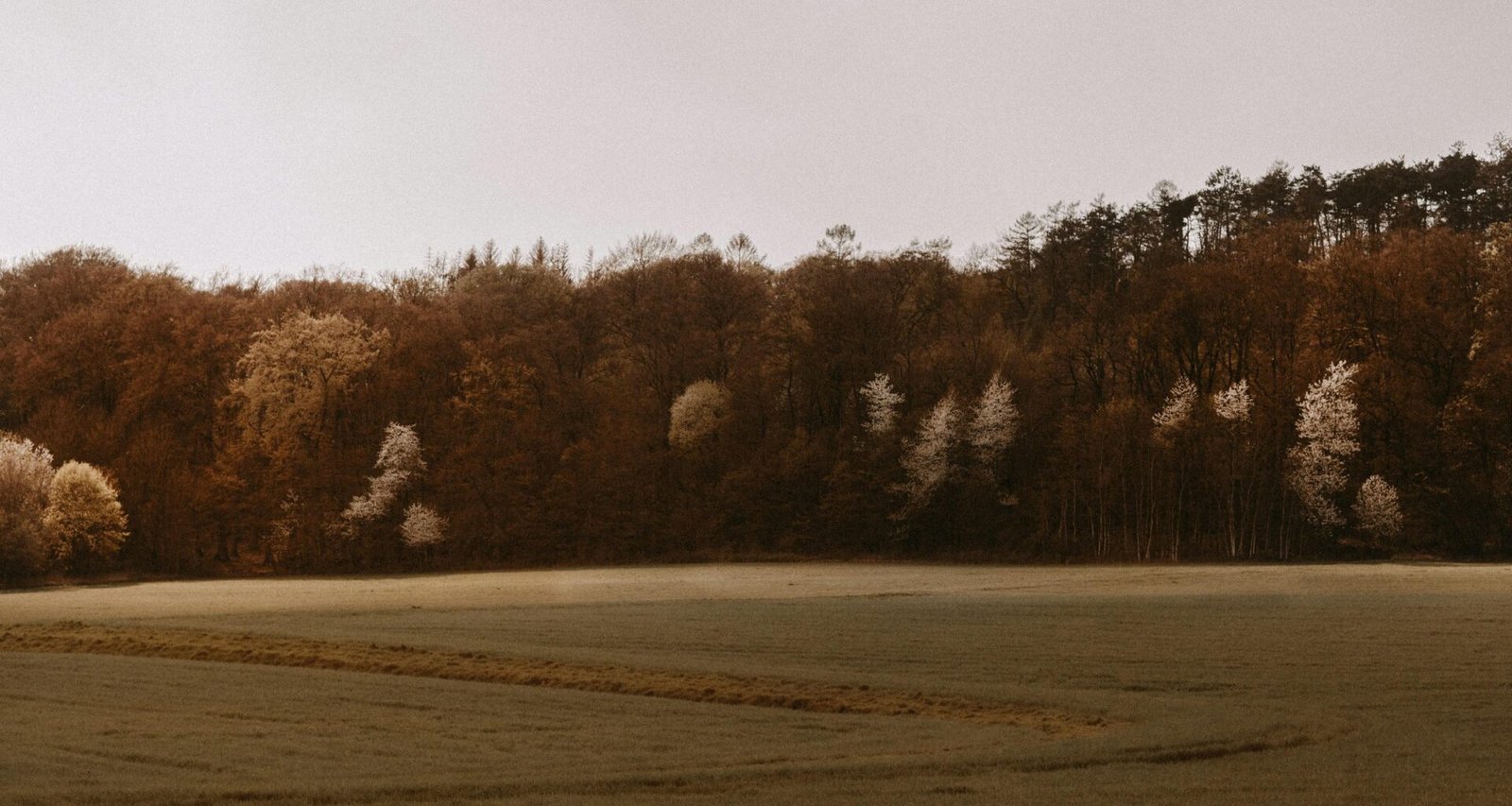 Braune Bäume auf einem braunen Feld bei Tageslicht auf Mallorca, aufgenommen von Giorgi Iremadze.