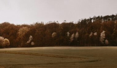 Braune Bäume auf einem braunen Feld bei Tageslicht auf Mallorca, aufgenommen von Giorgi Iremadze.
