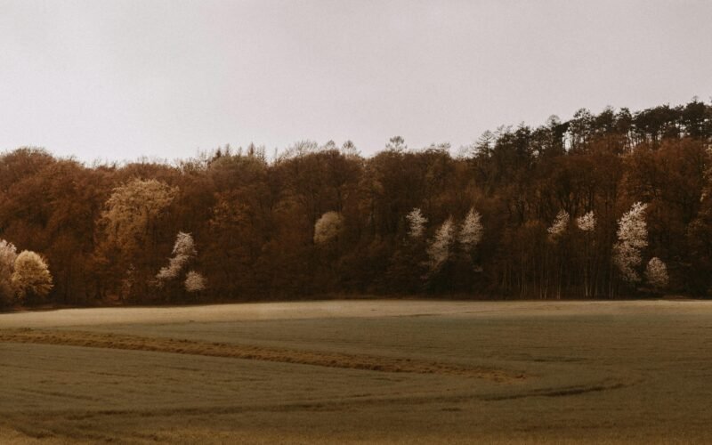 Braune Bäume auf einem braunen Feld bei Tageslicht auf Mallorca, aufgenommen von Giorgi Iremadze.