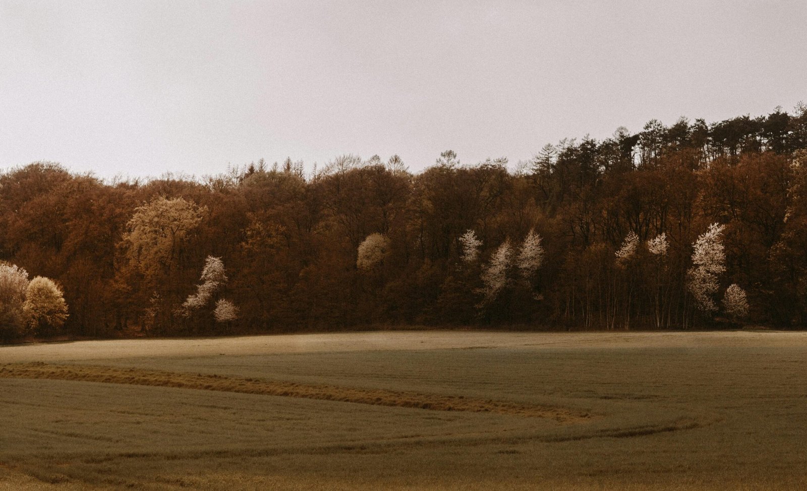 Braune Bäume auf einem braunen Feld bei Tageslicht auf Mallorca, aufgenommen von Giorgi Iremadze.