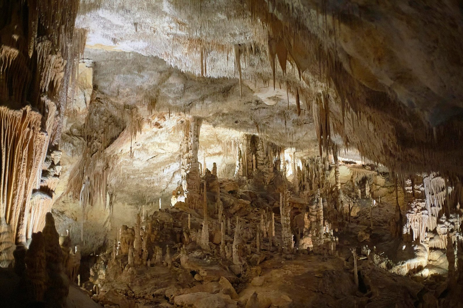 Braune Bäume in einer Höhle auf Mallorca, sichtbar im Inneren einer Felsformation, aufgenommen von Tobias.