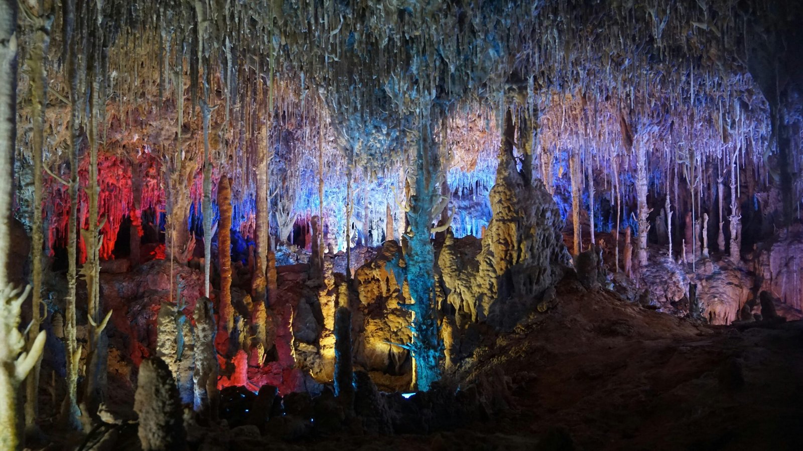 Bäume in grüner und brauner Färbung bei Tageslicht auf Mallorca, fotografiert von Sergio (Ourtaxi4you).