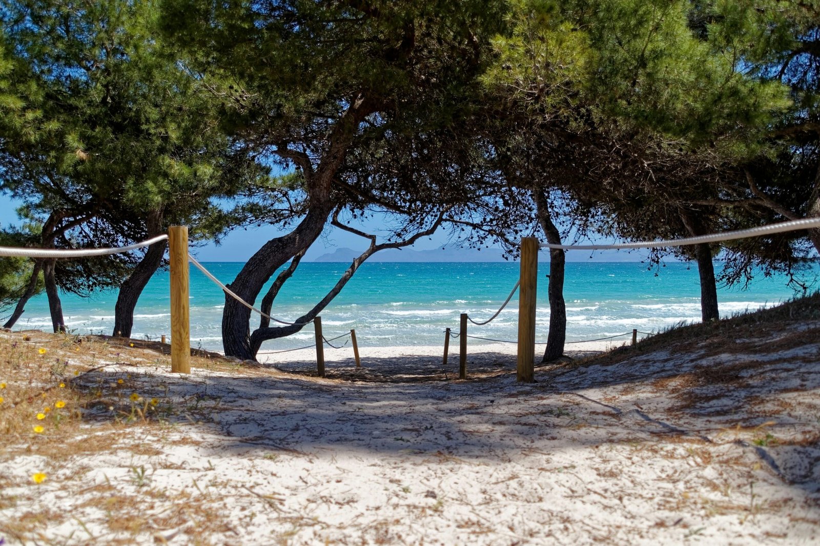 Brauner Holzsteg am Strand auf Mallorca mit grünen Bäumen bei Tageslicht