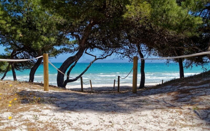 Hölzerner Bootssteg aus Holz nahe grünen Bäumen auf Mallorca bei Tageslicht, aufgenommen von Alex Kulikov