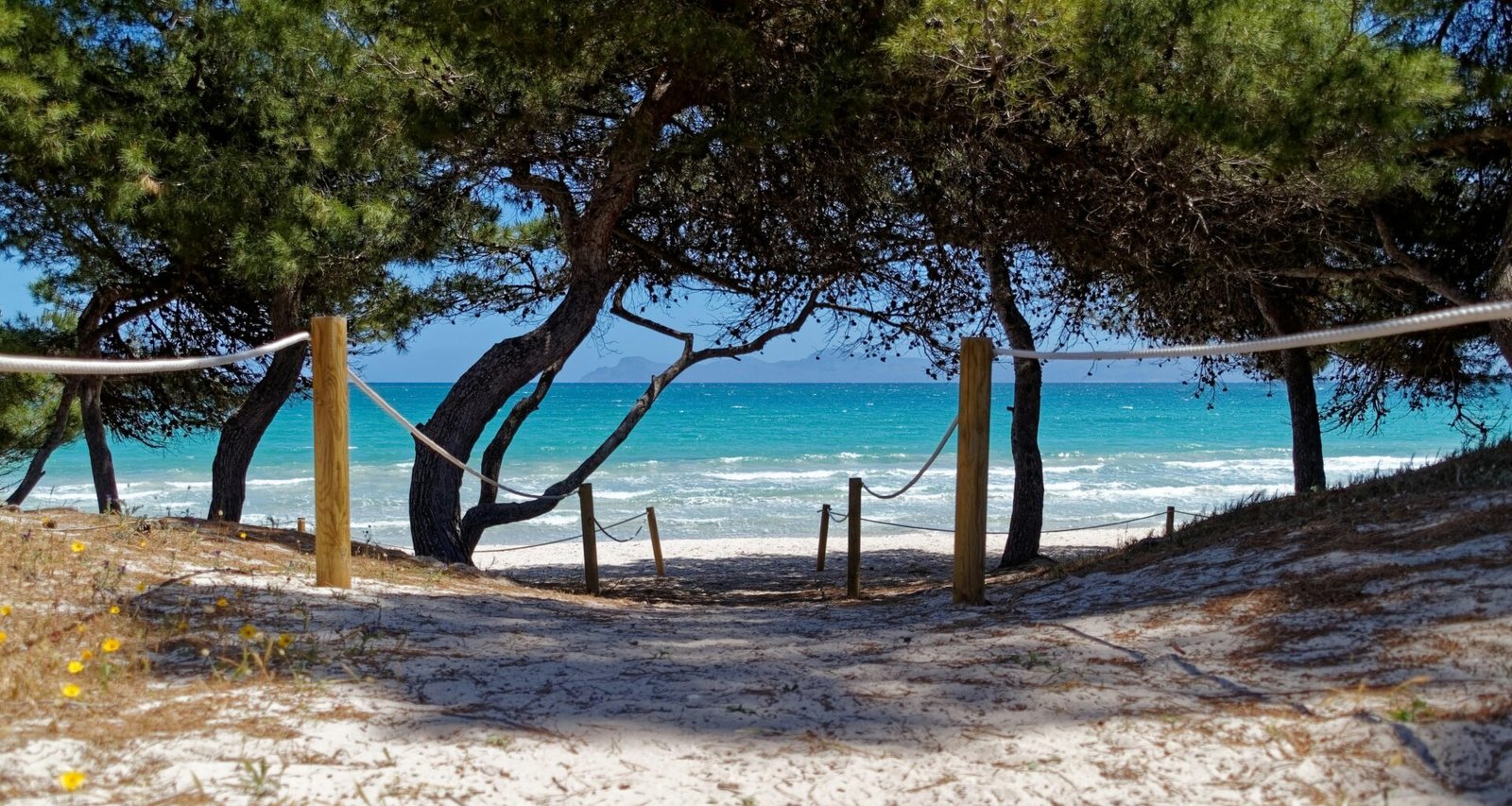 Holzsteg aus Holz nahe grüner Bäume auf Mallorca bei Tageslicht, aufgenommen von Alex Kulikov