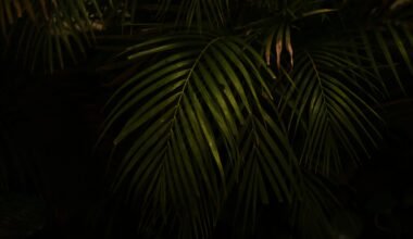 Dunkle Schatten umgeben üppige grüne Palmenblätter auf Mallorca, aufgenommen von Leonardo Iribe.