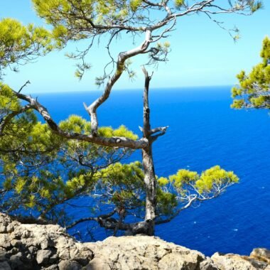 Ein Baum auf einer felsigen Klippe auf Mallorca mit Blick auf den Ozean, aufgenommen von Lisette Harzing.