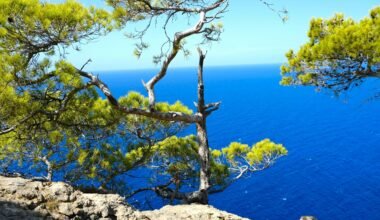 Ein Baum auf einer felsigen Klippe mit Blick aufs Meer auf Mallorca, aufgenommen von Lisette Harzing.