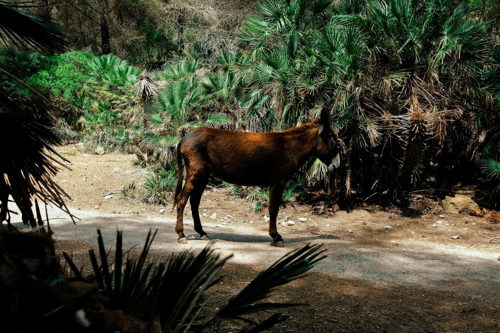 Ein braunes Pferd steht auf einer Schotterstraße auf Mallorca, aufgenommen von Luke Moss.