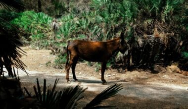 Braunes Pferd steht auf einer Schotterstraße auf Mallorca, umgeben von Natur und ländlicher Umgebung