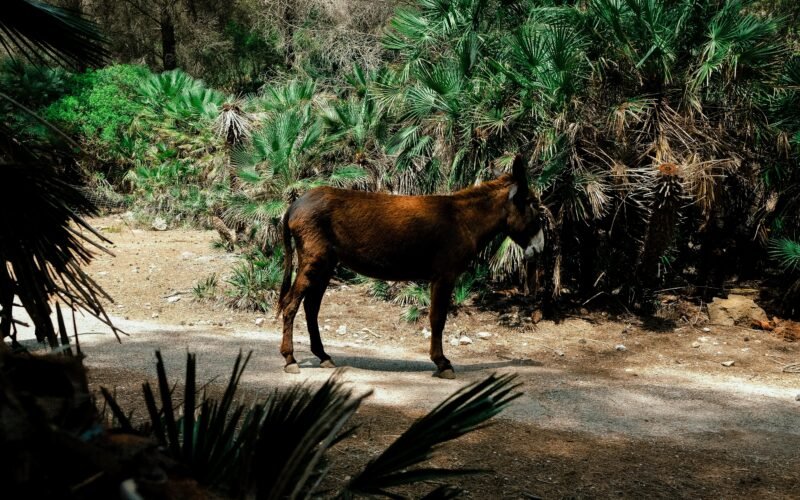 Braunes Pferd steht auf einer Schotterstraße auf Mallorca, umgeben von Natur und ländlicher Umgebung