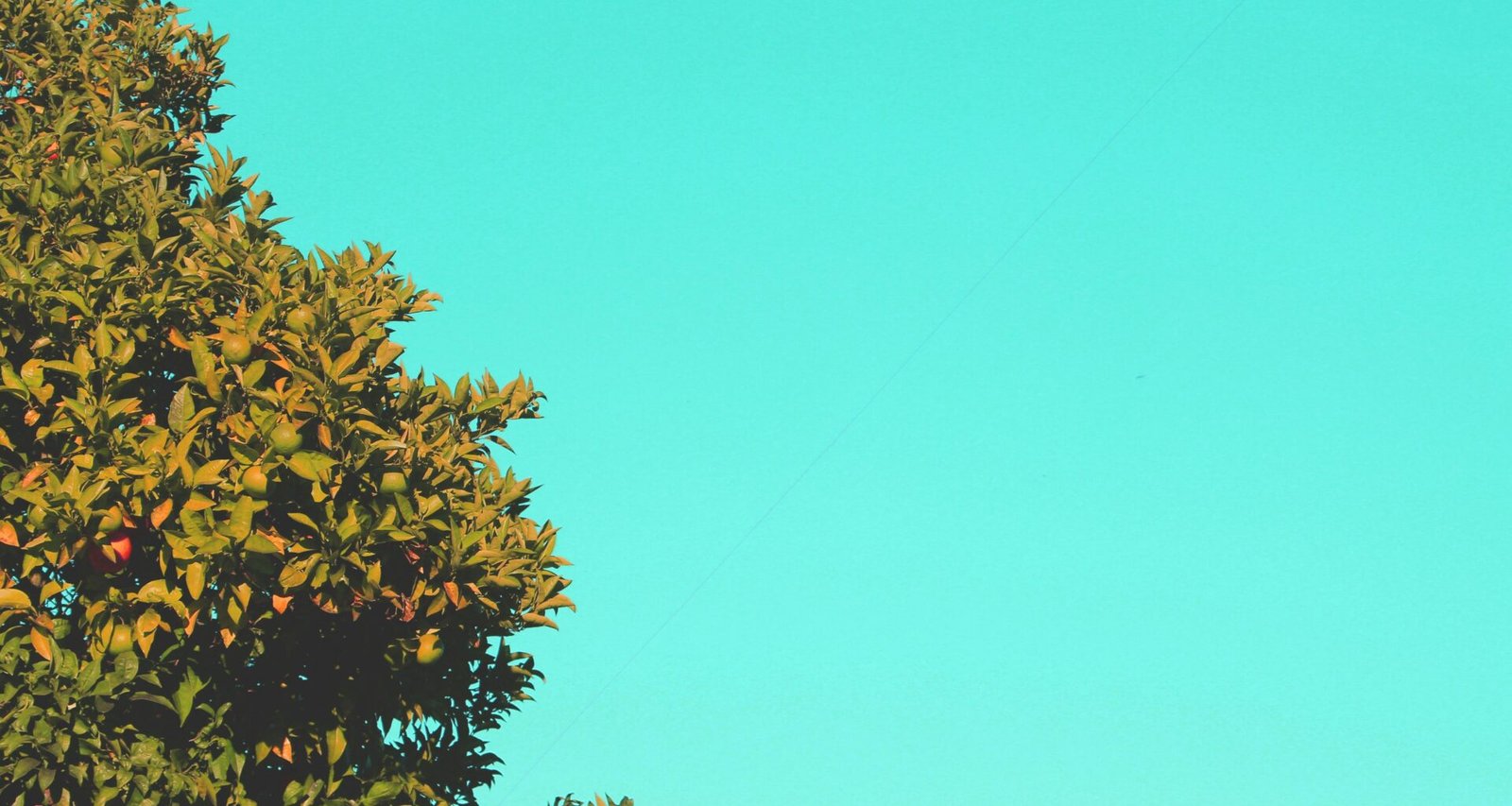 Ein Kite fliegt hoch am Himmel auf Mallorca, aufgenommen von Marcos Romero, vor blauem Himmel.