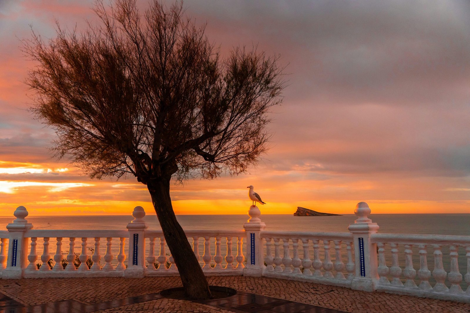 Ein einzelner Baum steht am Straßenrand auf Mallorca, aufgenommen von Dean Milenkovic, in einer ruhigen ländlichen Umgebung.