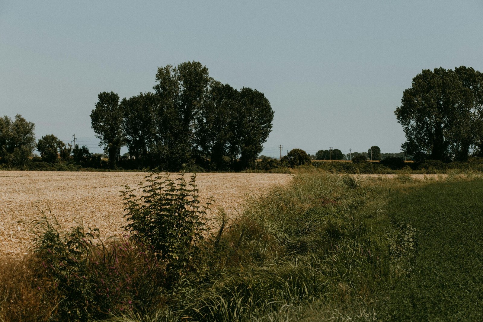 Feld mit Gras und Bäumen auf Mallorca, aufgenommen von Rhamely, zeigt die natürliche Vegetation der Insel.