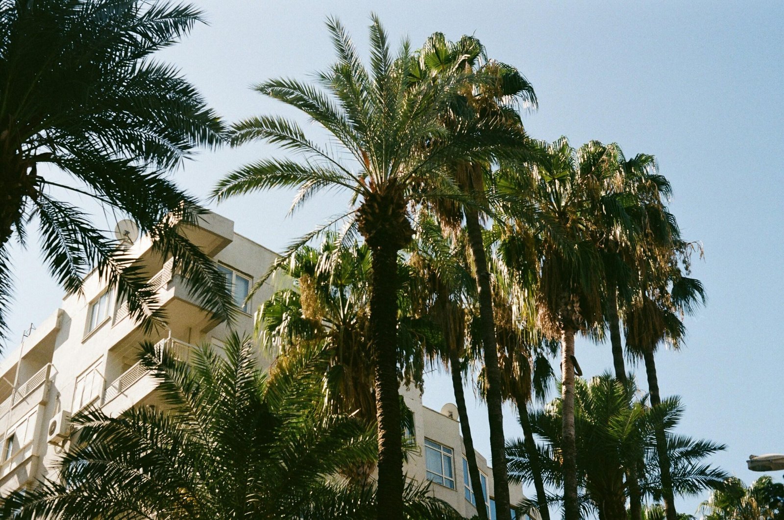 Hochhaus umgeben von Palmen an einem sonnigen Tag auf Mallorca, aufgenommen von Daniel Silva