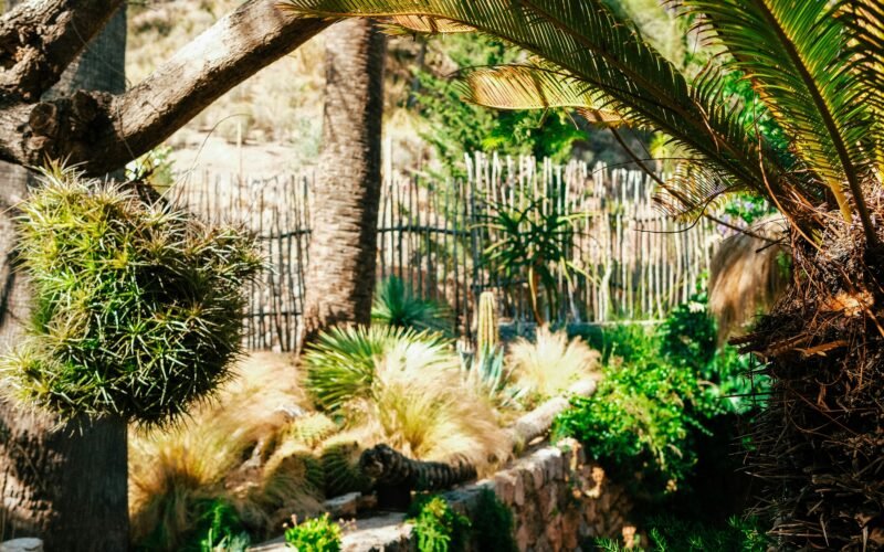 Zwei Palmen stehen neben einem dichten, grünen Wald auf Mallorca, aufgenommen von Luke Moss.
