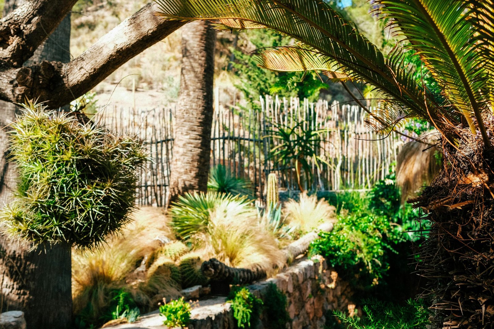 Zwei Palmen stehen neben einem dichten, grünen Wald auf Mallorca, fotografiert von Luke Moss.