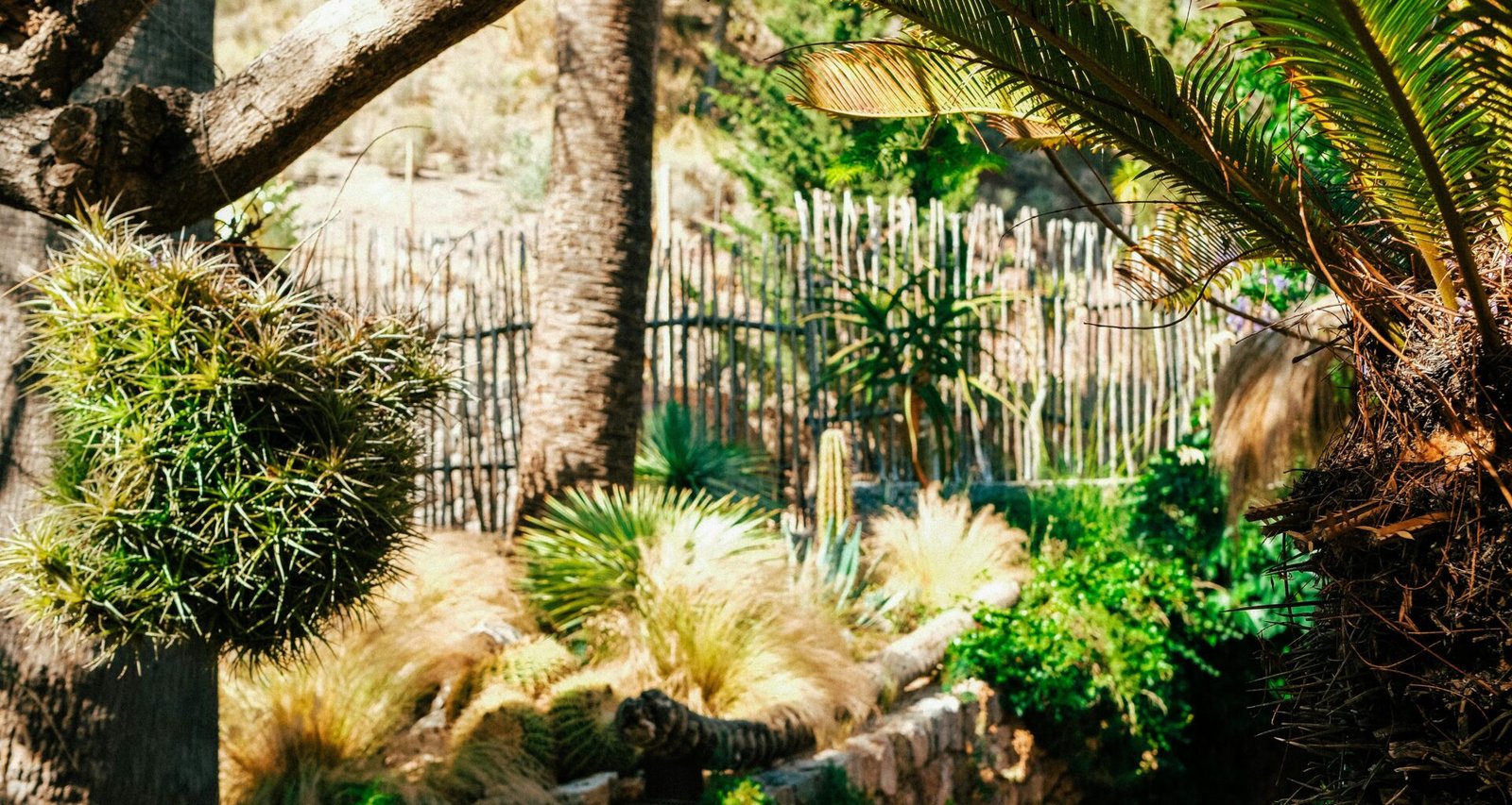 Zwei Palmen stehen neben einem dichten, grünen Wald auf Mallorca, aufgenommen von Luke Moss.