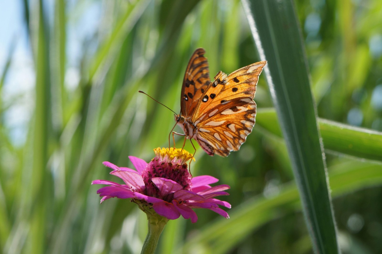 Ein Schmetterling sitzt auf einer lila Blume auf Mallorca, aufgenommen von Gleive Marcio Rodrigues de Souza.