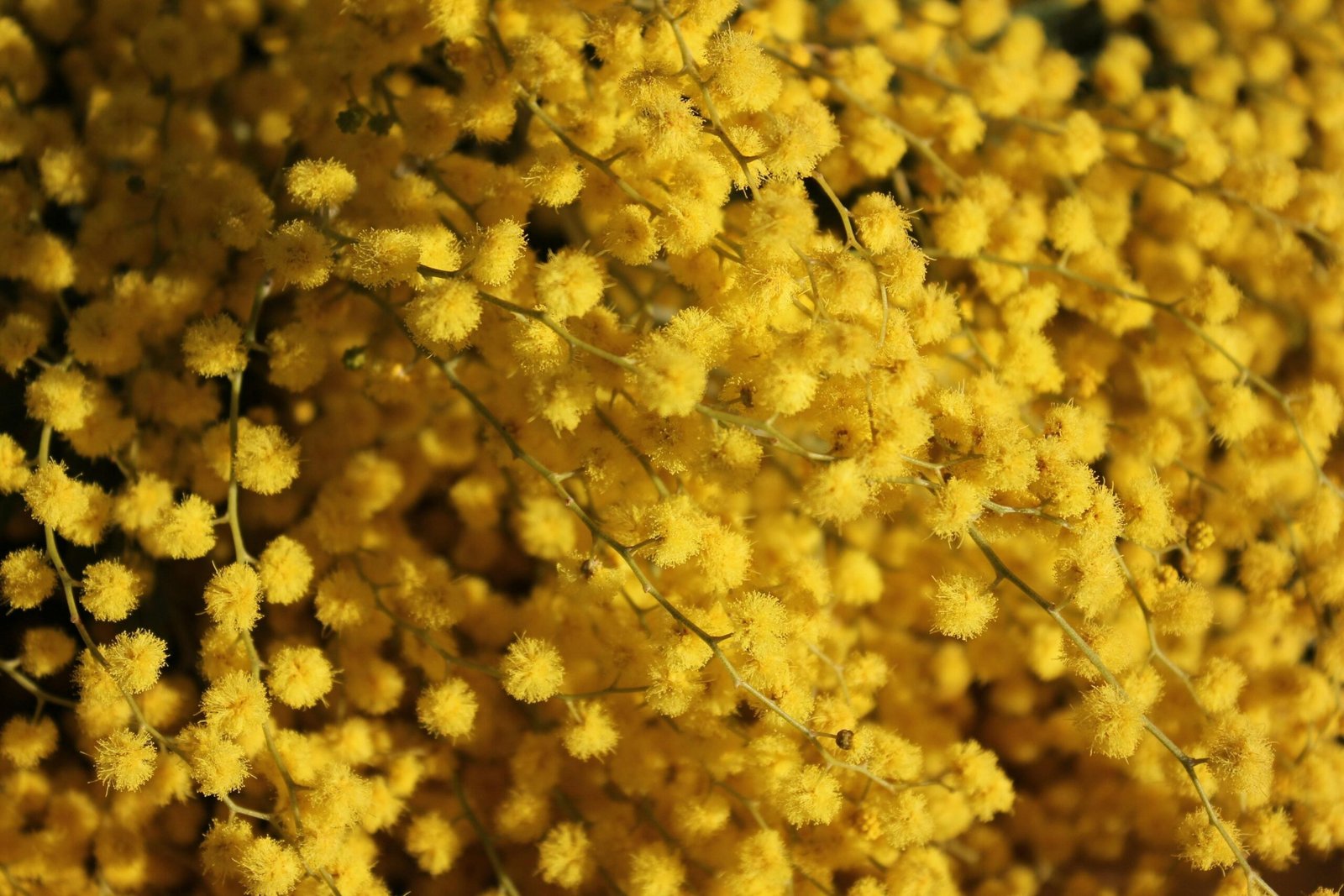 Bündel gelber Blumen nebeneinander auf Mallorca, aufgenommen von Dare Artworks
