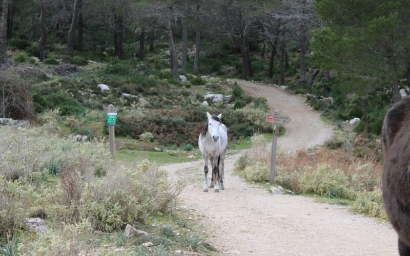 Ein Tier steht auf einem Schotterweg auf Mallorca, aufgenommen von Susana Bartolome, inmitten natürlicher Umgebung.