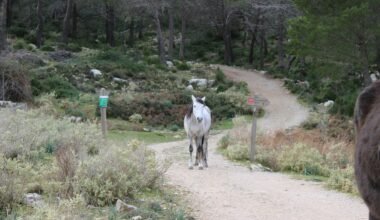 Ein Tier steht auf einem Erdweg auf Mallorca, aufgenommen von Susana Bartolome