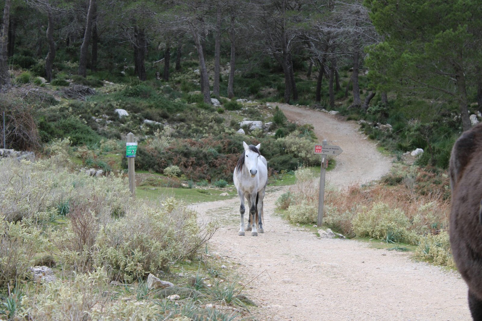 Ein Tier steht auf einem Erdweg auf Mallorca, umgeben von natürlicher Landschaft, fotografiert von Susana Bartolome.