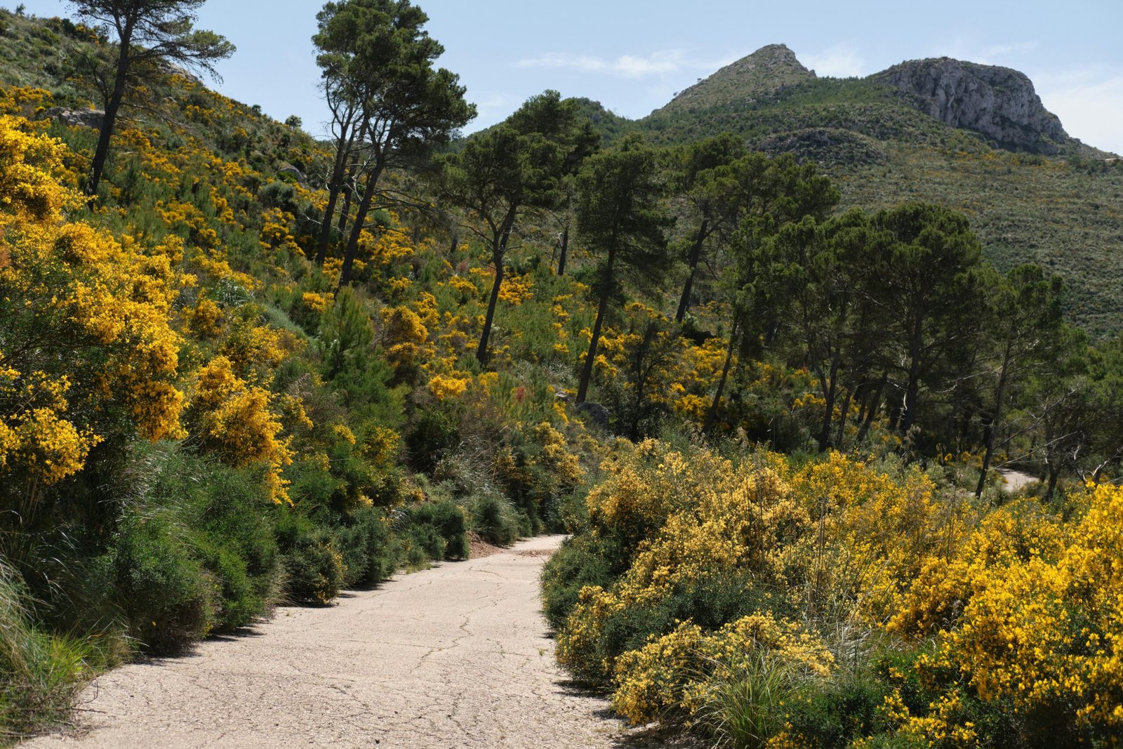Wanderweg durch eine bergige Landschaft auf Mallorca, umgeben von Felsen und Vegetation, aufgenommen von Tim Schmidbauer