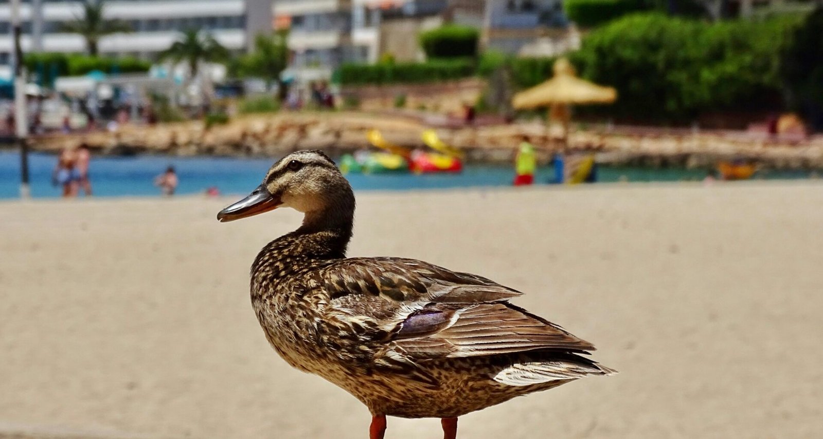 Vogel steht auf einem Sandstrand auf Mallorca, aufgenommen von Belinda Fewings
