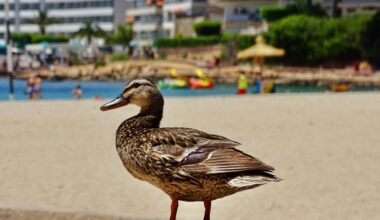 Vogel steht auf einem Sandstrand auf Mallorca, aufgenommen von Belinda Fewings
