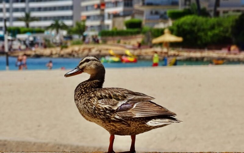 Vogel steht auf einem Sandstrand auf Mallorca, aufgenommen von Belinda Fewings
