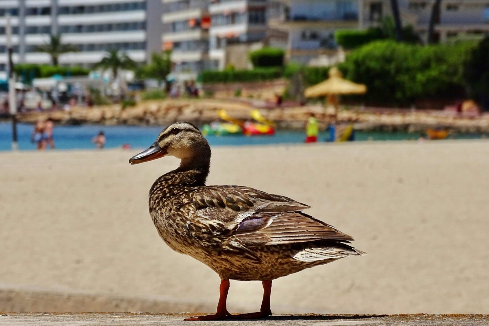 Ein Vogel steht auf einem Sandstrand auf Mallorca, aufgenommen von Belinda Fewings.