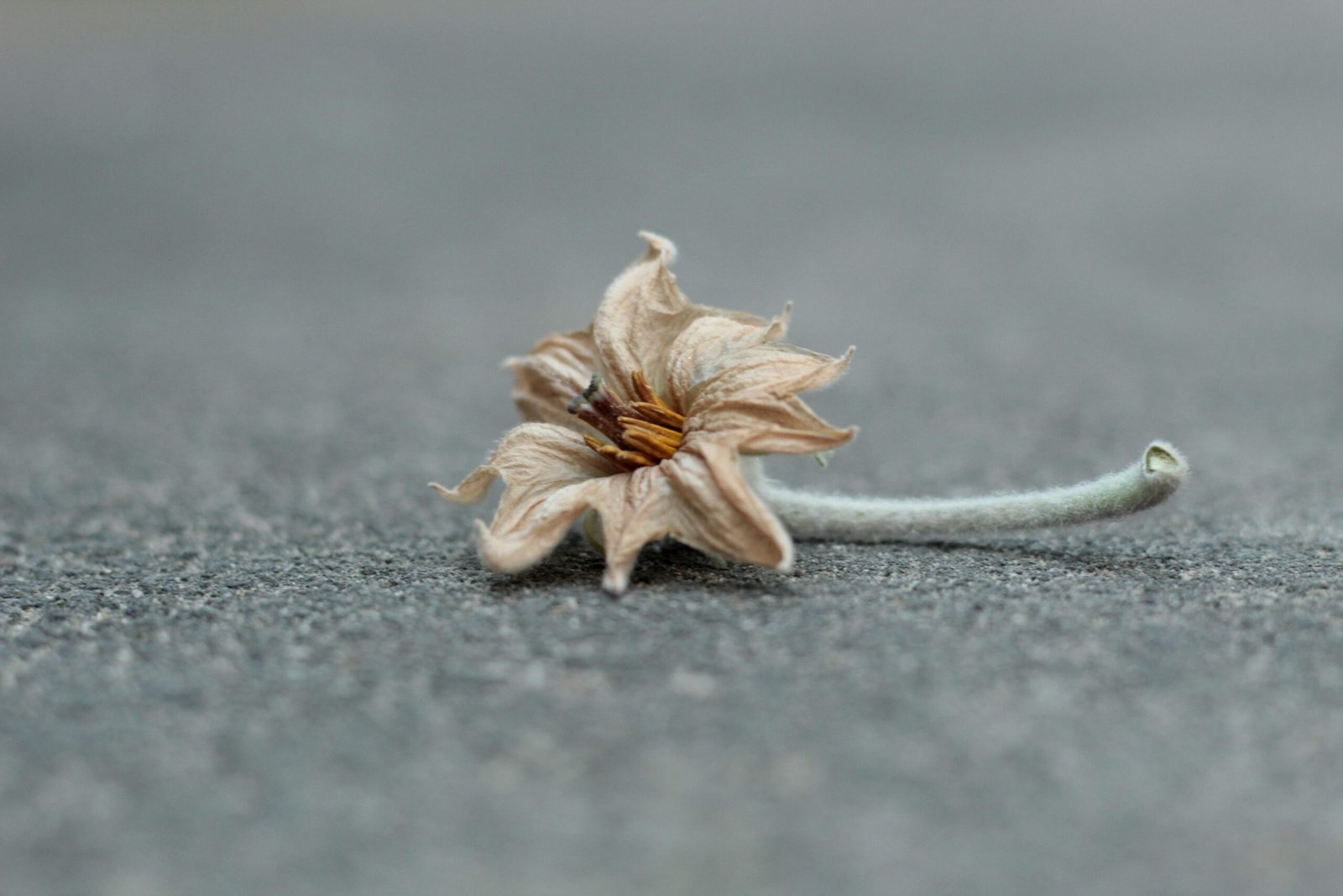 Eine Blume liegt auf Mallorca auf dem Boden, fotografiert von Vipasha Bhardwaj, zeigt natürliche Details der Flora.