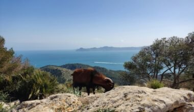 Braune Kuh steht auf einem grünen Hügel auf Mallorca, umgeben von üppiger Vegetation