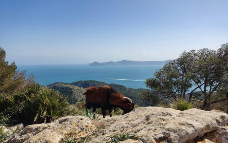 Braune Kuh steht auf einem grünen Hügel auf Mallorca, umgeben von üppiger Vegetation