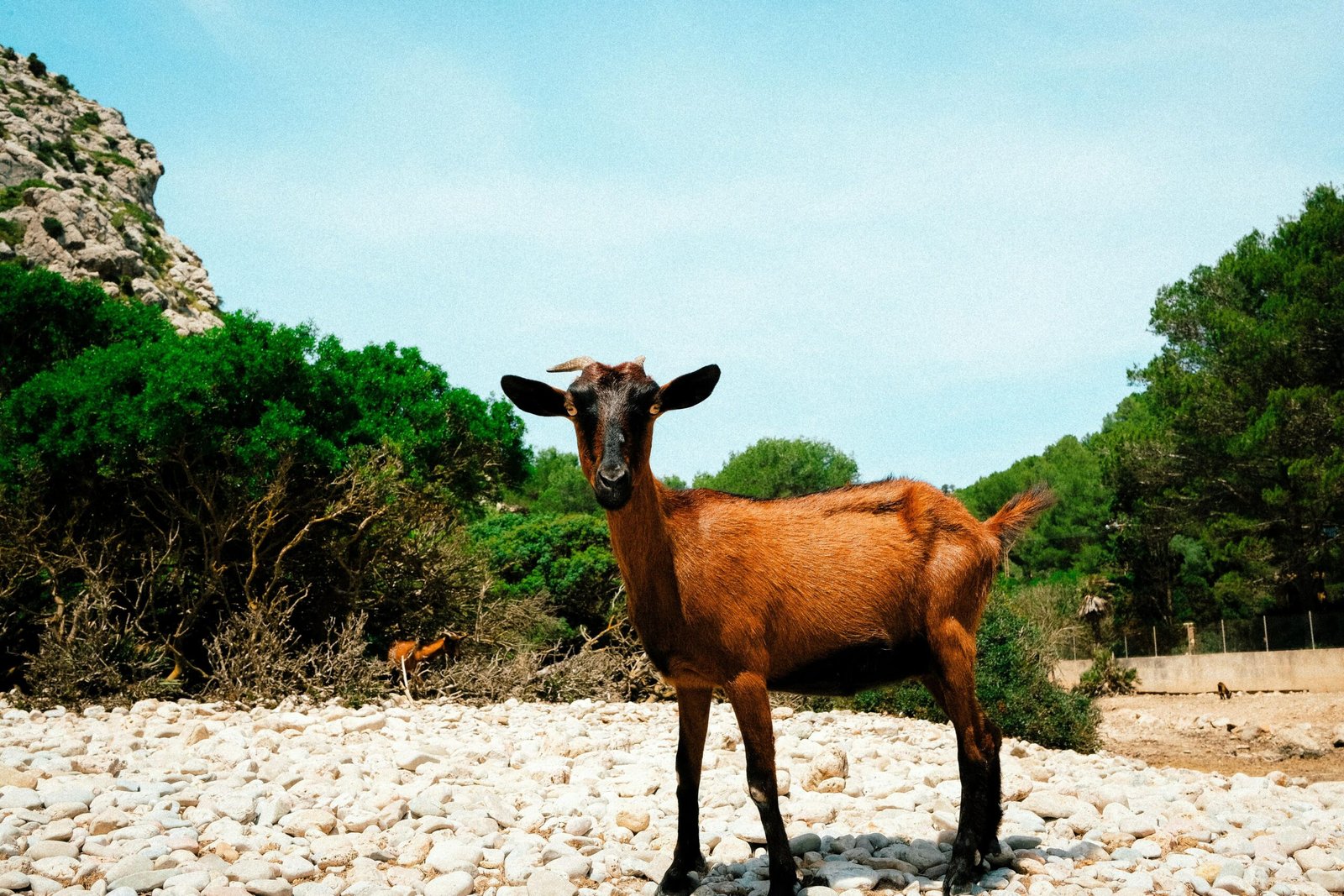 Braune Ziege steht auf einem Steinhaufen auf Mallorca, aufgenommen von Luke Moss