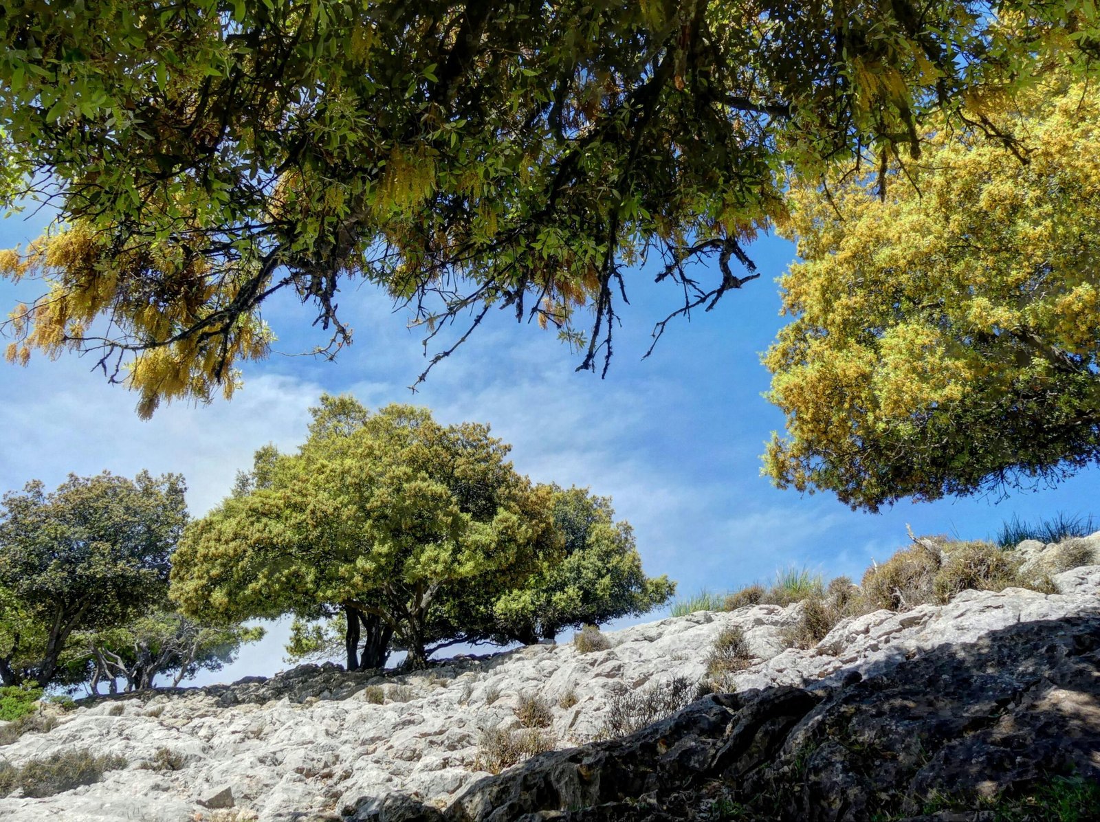 Gruppe von Bäumen auf einem felsigen Hügel auf Mallorca, aufgenommen von Miguel Alonso