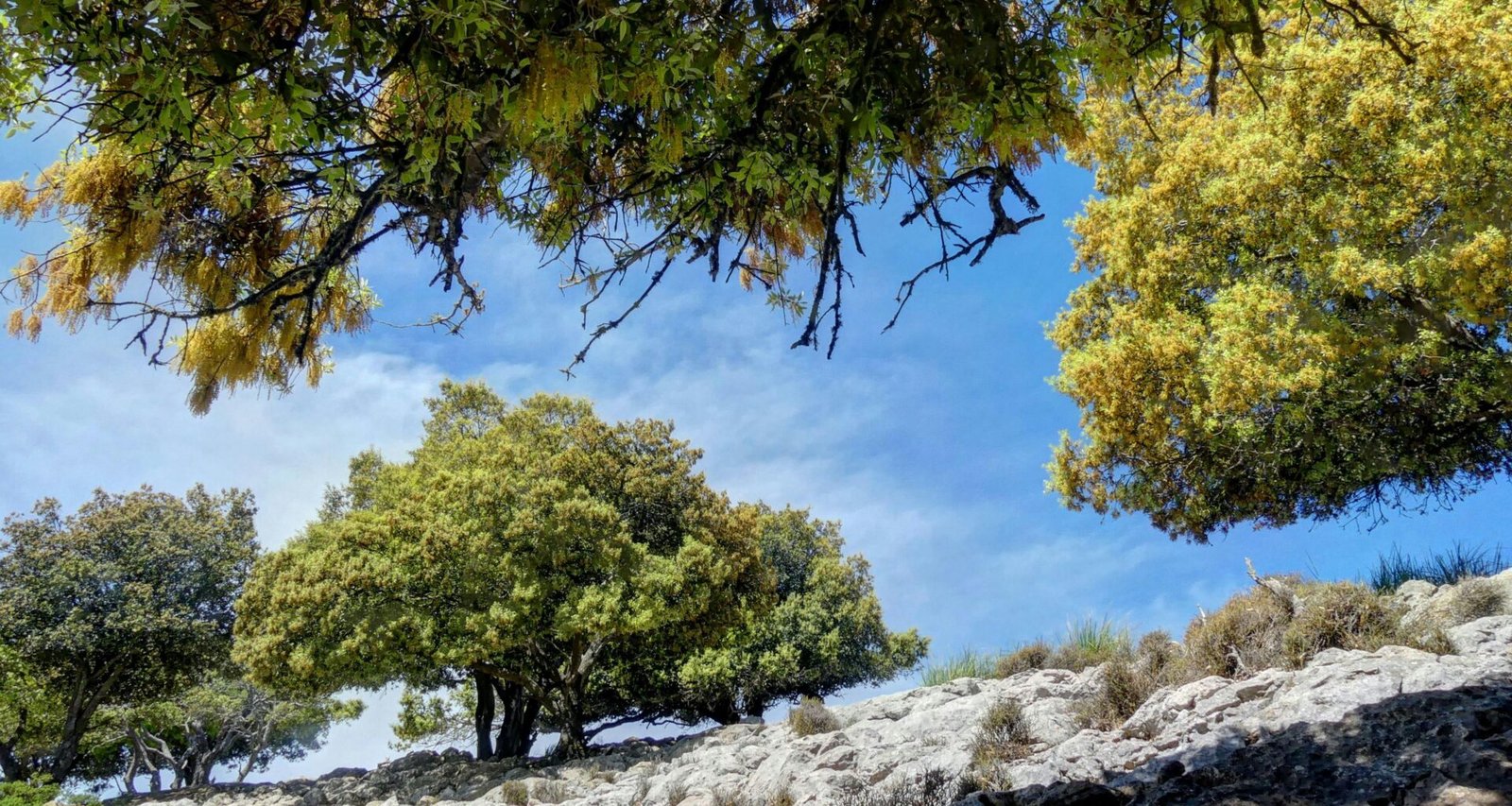 Gruppe von Bäumen auf einem felsigen Hügel auf Mallorca, fotografiert von Miguel Alonso.