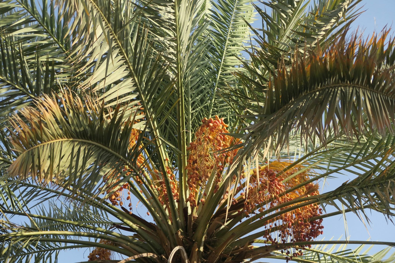 Gruppe von Palmen auf Mallorca, fotografiert von ekrem osmanoglu, zeigt die typische mediterrane Vegetation der Insel.