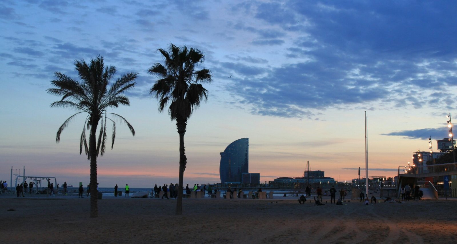 Gruppe von Palmen auf Mallorca am Strand, fotografiert von Charlène