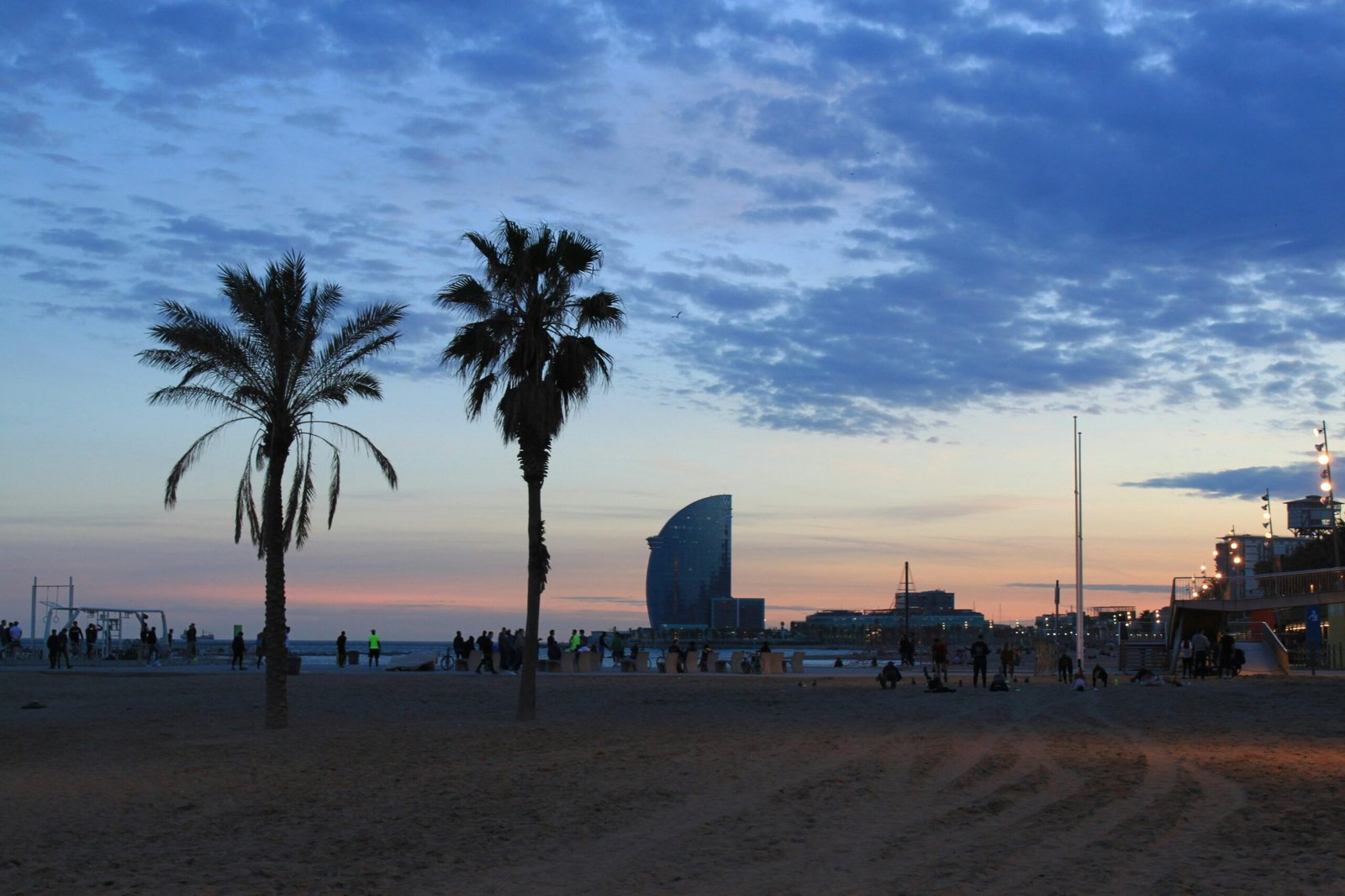 Gruppe von Palmen auf Mallorca am Strand, fotografiert von Charlène