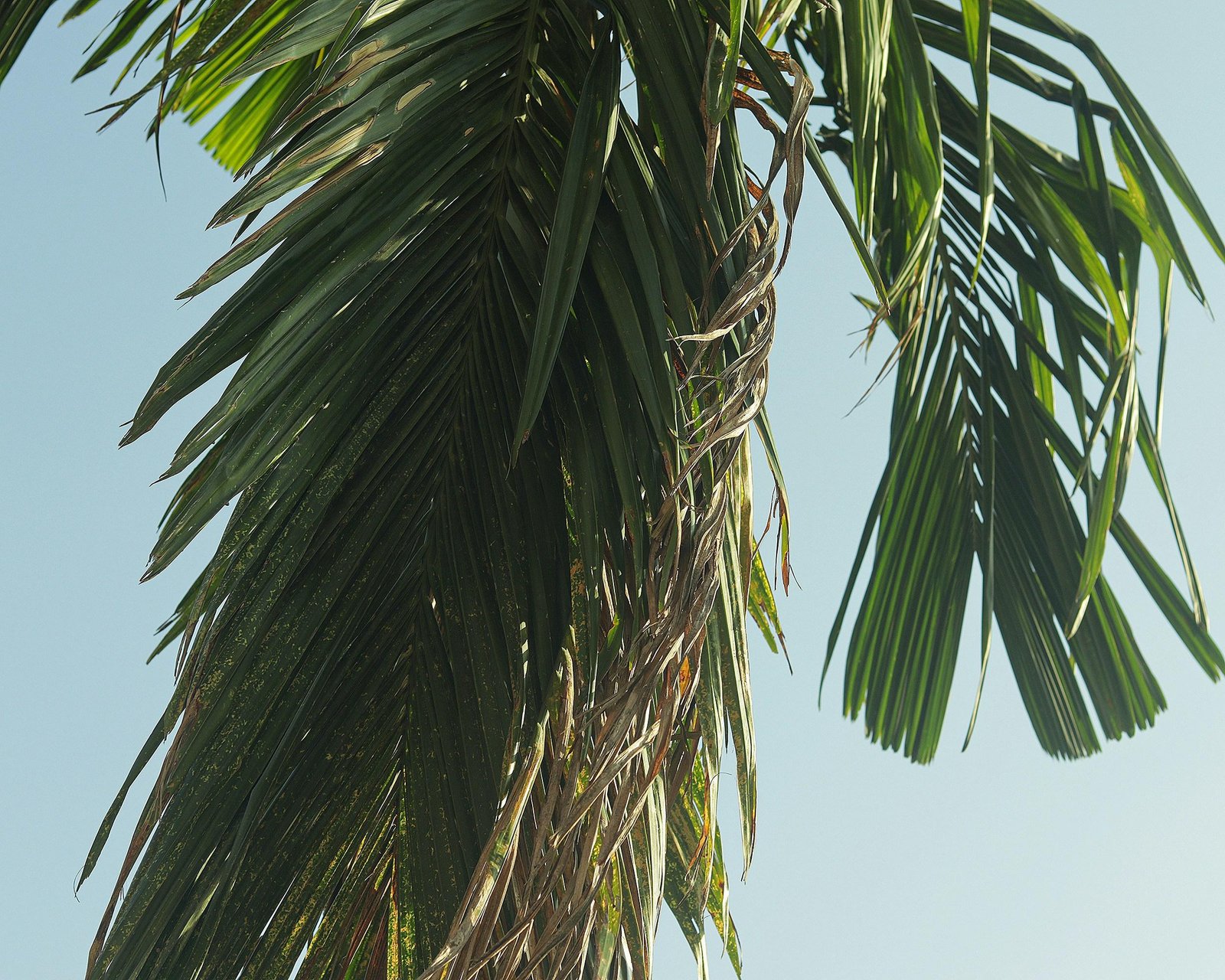 Gruppe von Palmen auf Mallorca, fotografiert von Emon Hossain