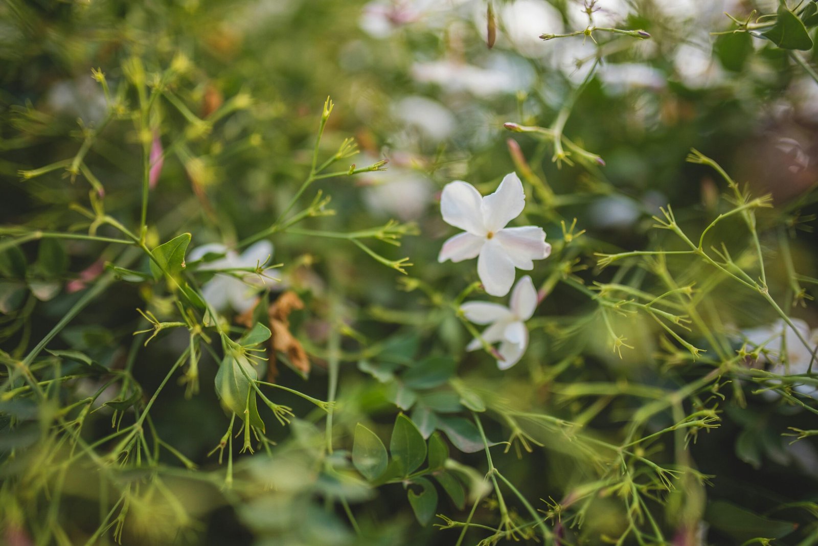 Nahaufnahme einer weißen Blume auf Mallorca, fotografiert von Monika Guzikowska